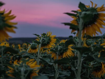 sunflowers on field in sunset