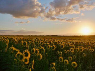 landscape photography of sunflower field during sunset