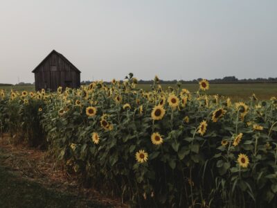 sunflowers on a field