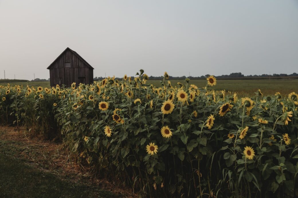 sunflowers on a field